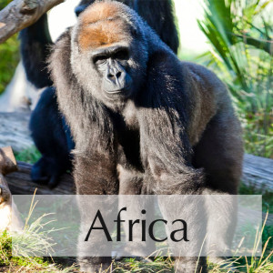 Africa