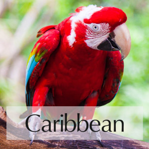 caribbean