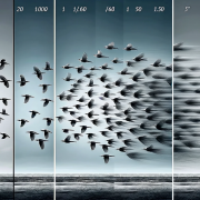 A group of birds flying in the sky Description automatically generated