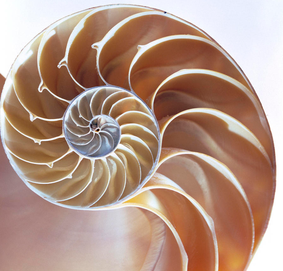 A nautilus shell with a spiral

Description automatically generated