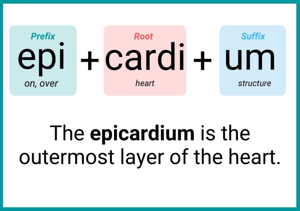 Introduction to Medical Terminology (The Ultimate Guide) - Master Medical  Terms