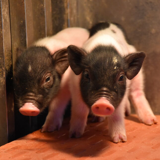 CRISPR-edited pigs