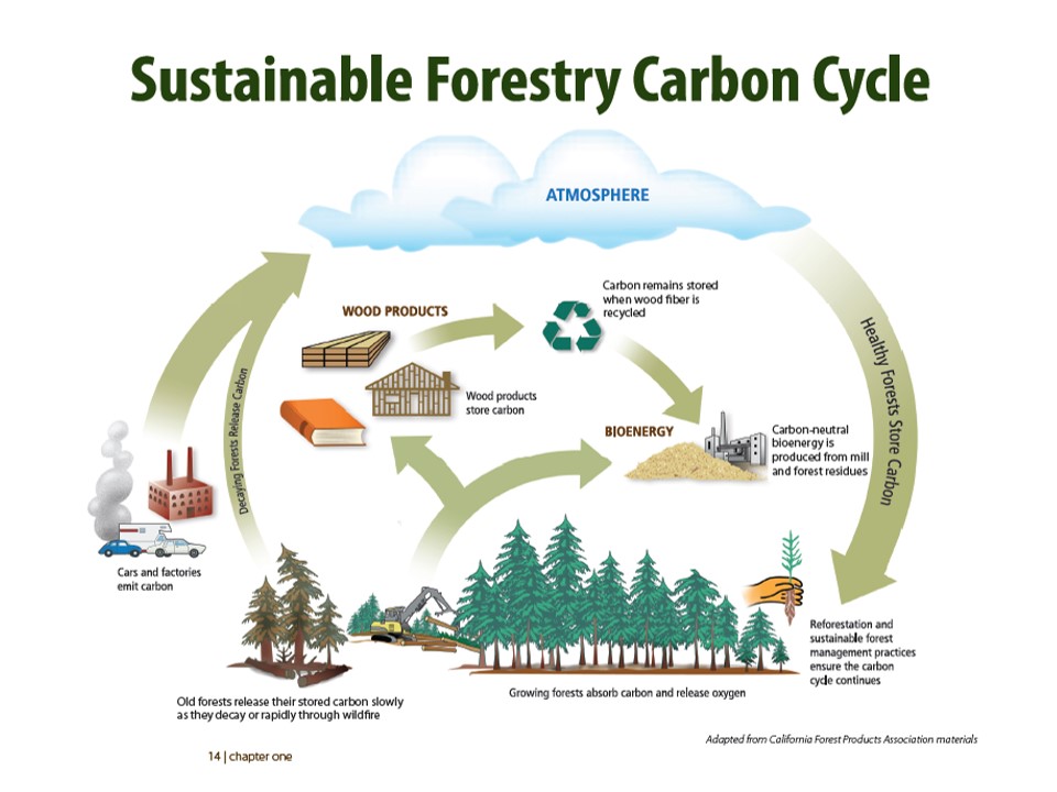 Forestry management and carbon storage